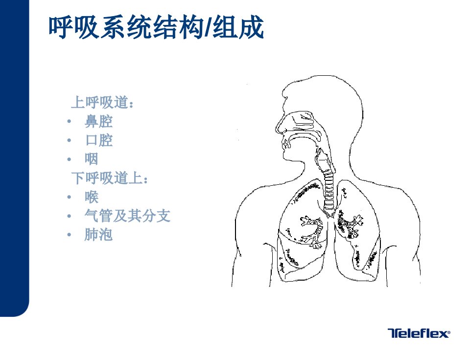 气管插管解剖学基础ppt课件