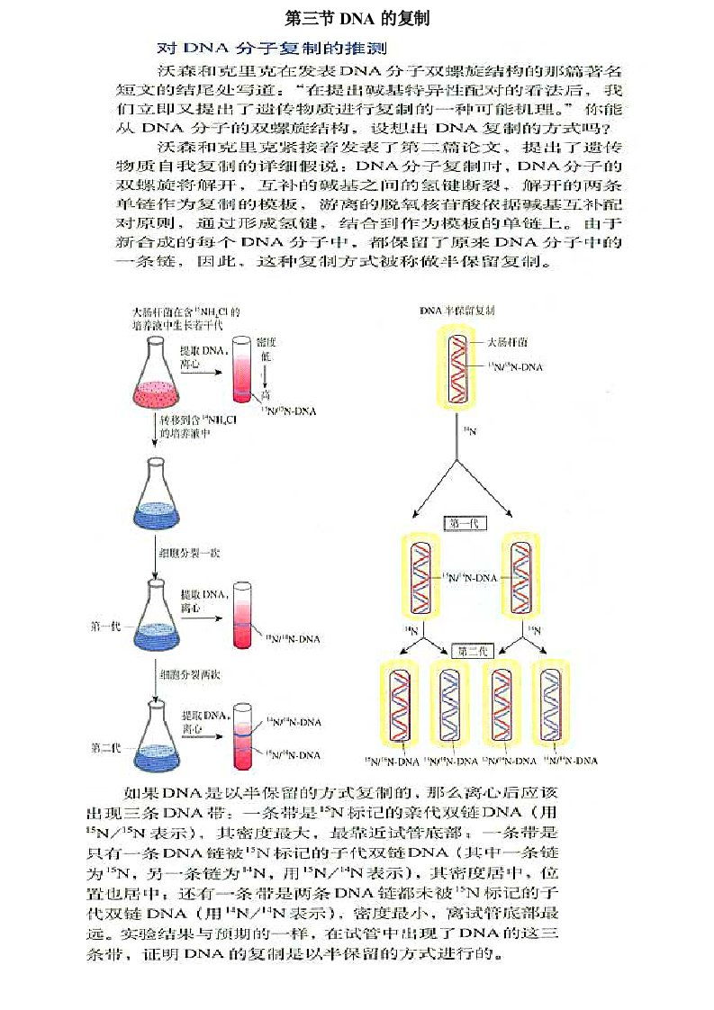 第三节DNA的复制