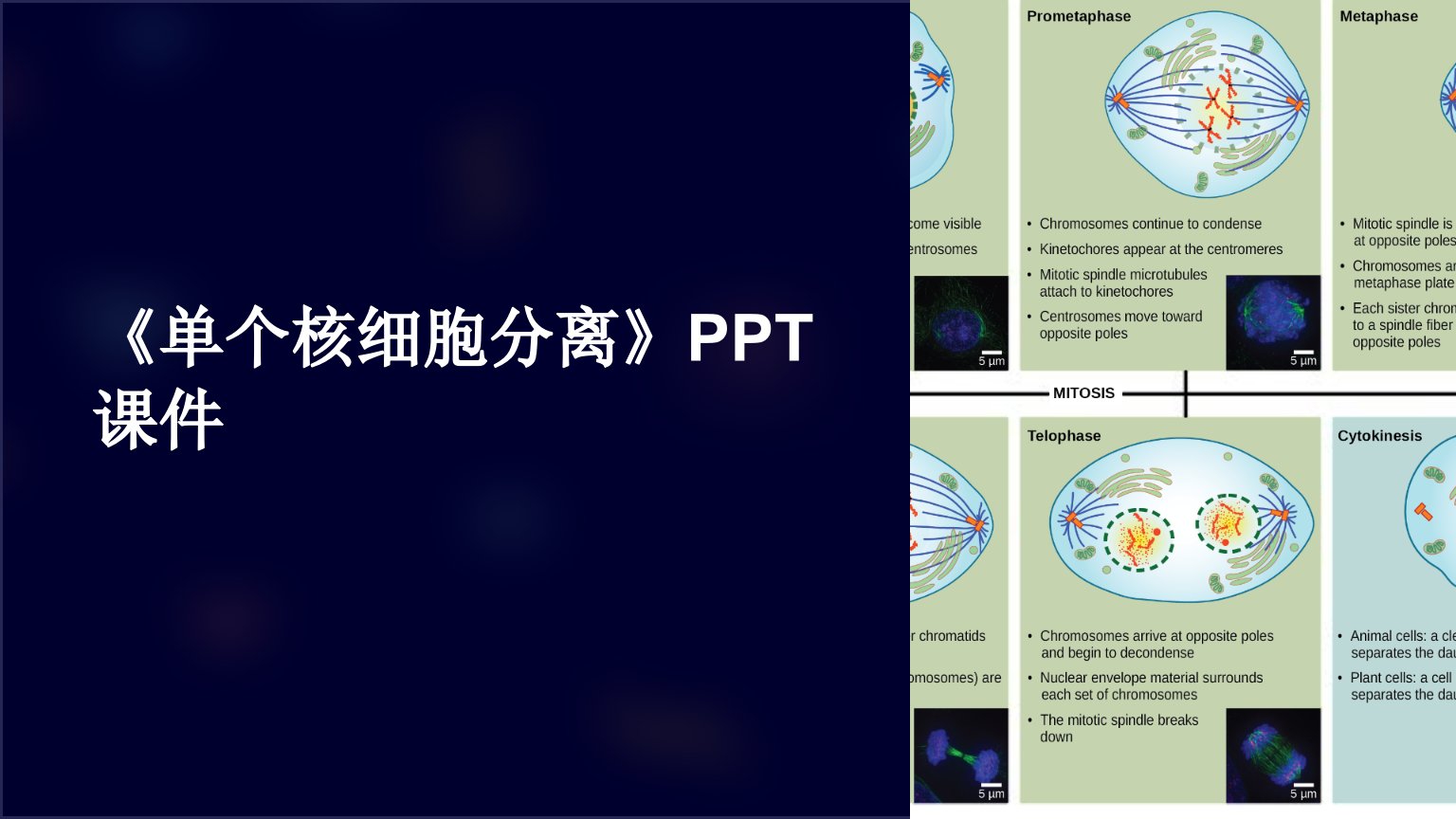 《单个核细胞分离》课件