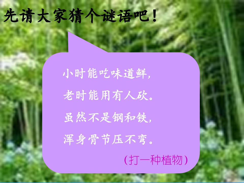 《笋芽儿》优秀课件