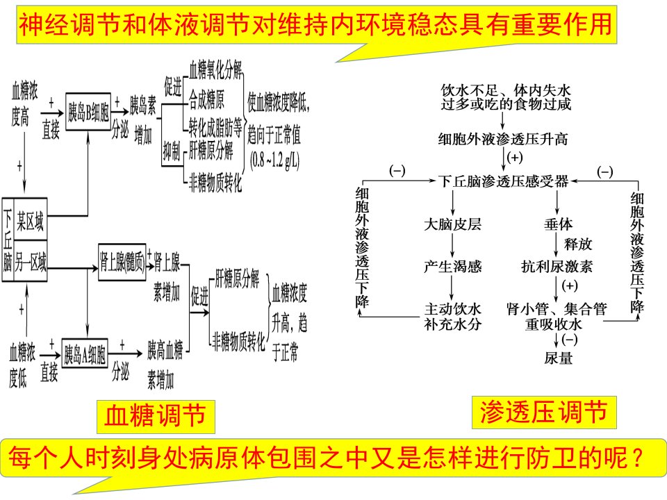 高三生物一轮复习：免疫调节课件