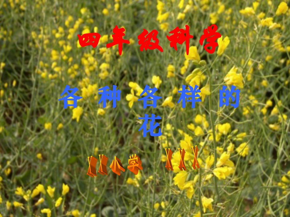 各种各样的花-课件（PPT·精·选）