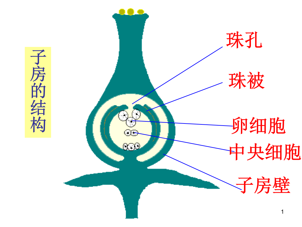 4-1-3果实和种子的形成ppt课件