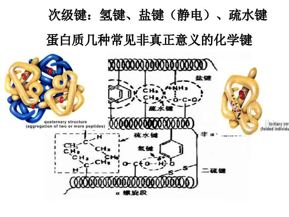 《酶和细胞器》PPT课件