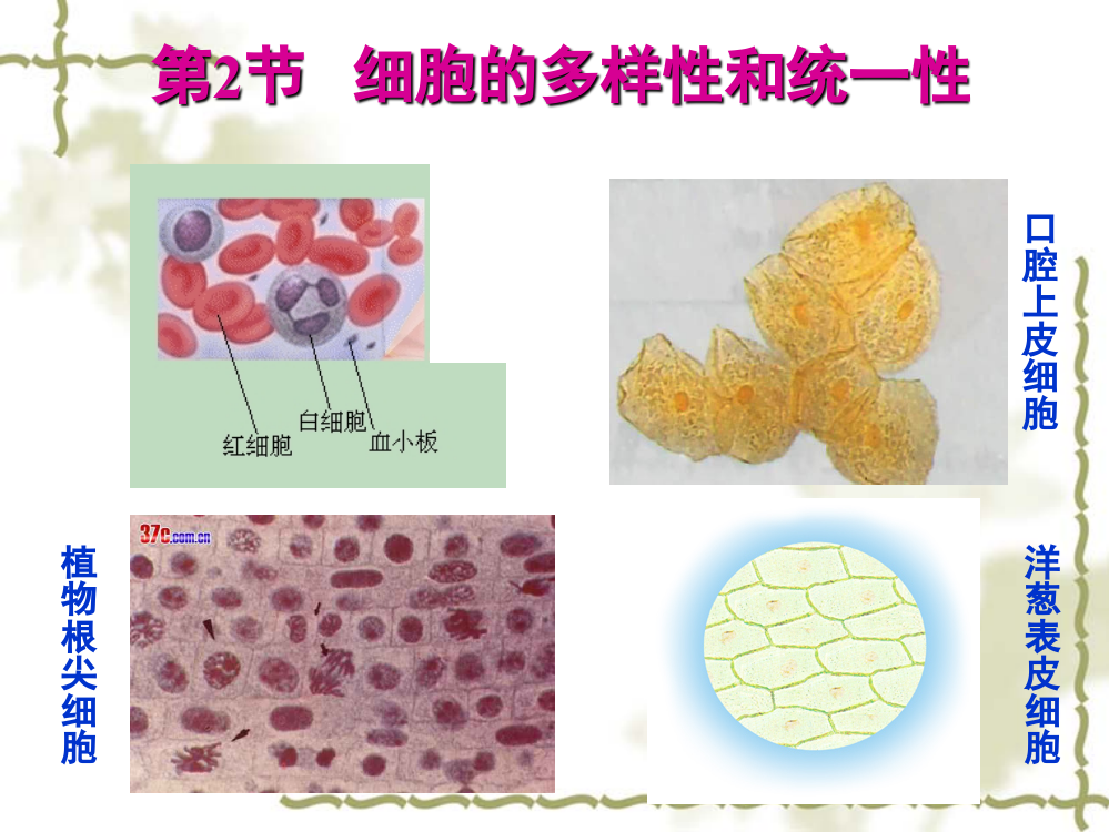 生物：1.2《细胞多样性和统一性》课件(新人教版必修1)(2)山西