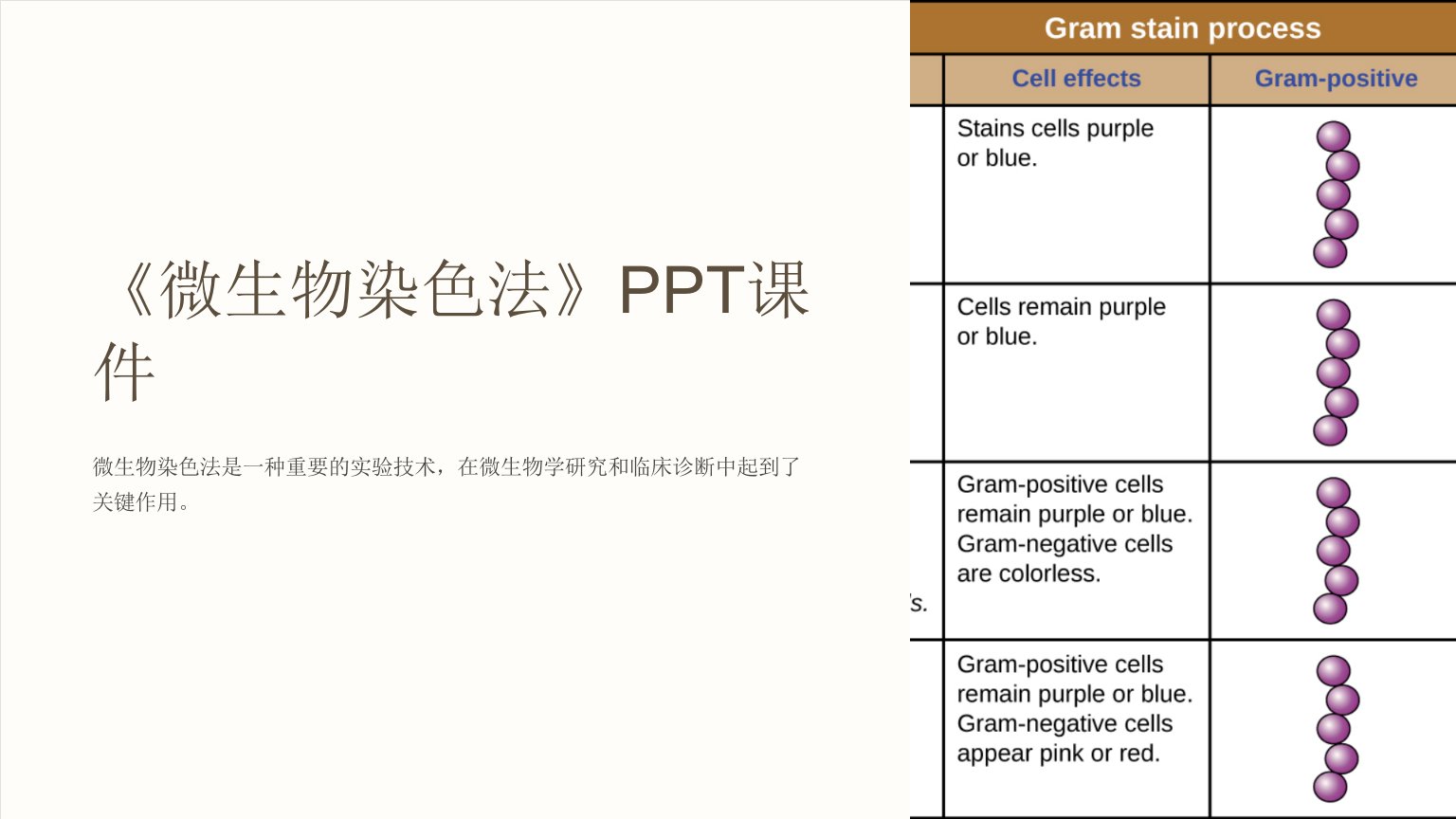 《微生物染色法》课件