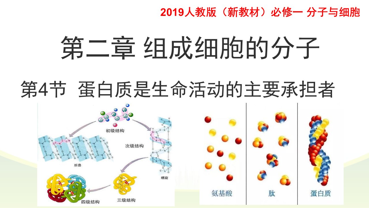 蛋白质是生命活动的承担着ppt课件【新教材】人教版高中生物必修一