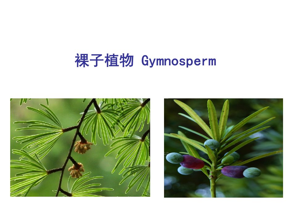 《常见裸子植物》PPT课件