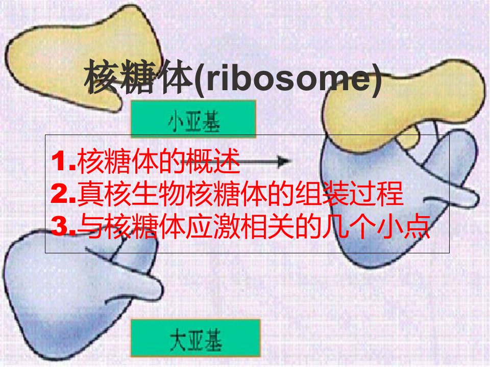 核糖体组装与核糖体应激PPT课件