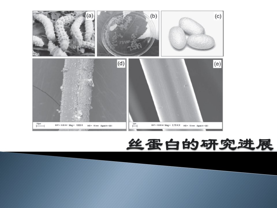 《丝蛋白的研究进展》PPT课件