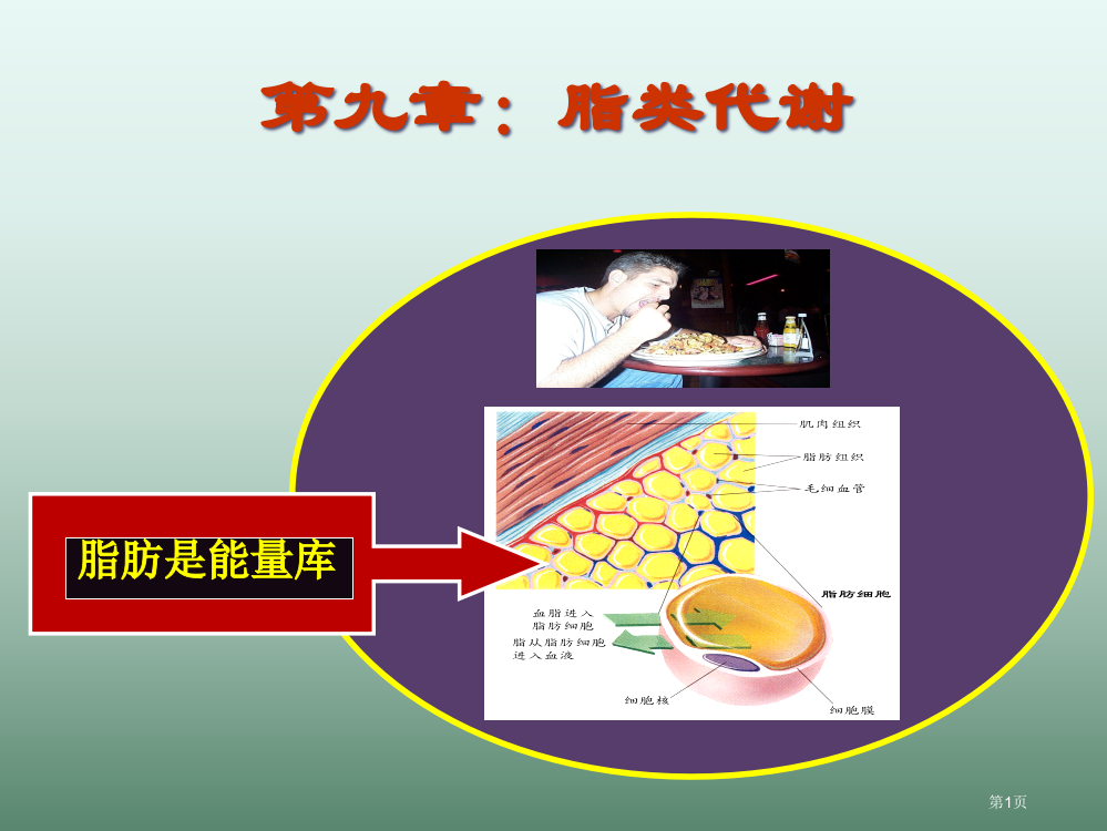 生物化学脂代谢省公开课一等奖全国示范课微课金奖PPT课件