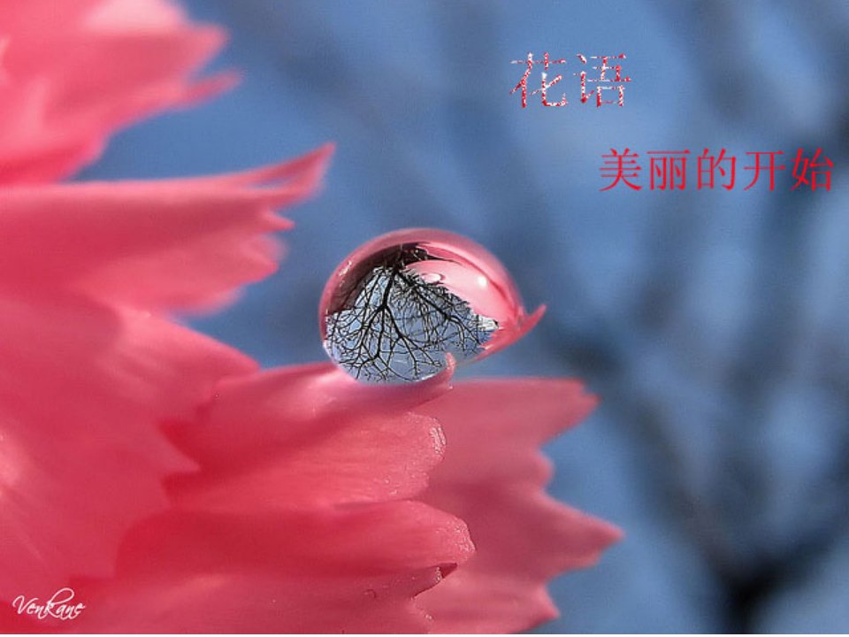 花语大全(有图片)