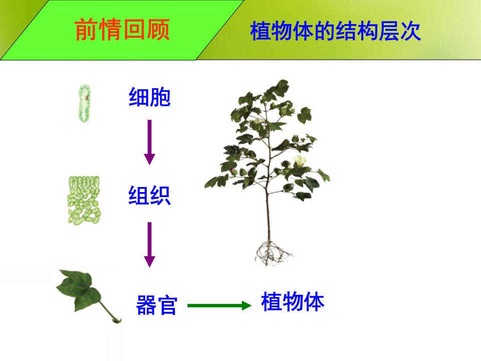 植物的蒸腾作用光合作用呼吸作用PPT课件