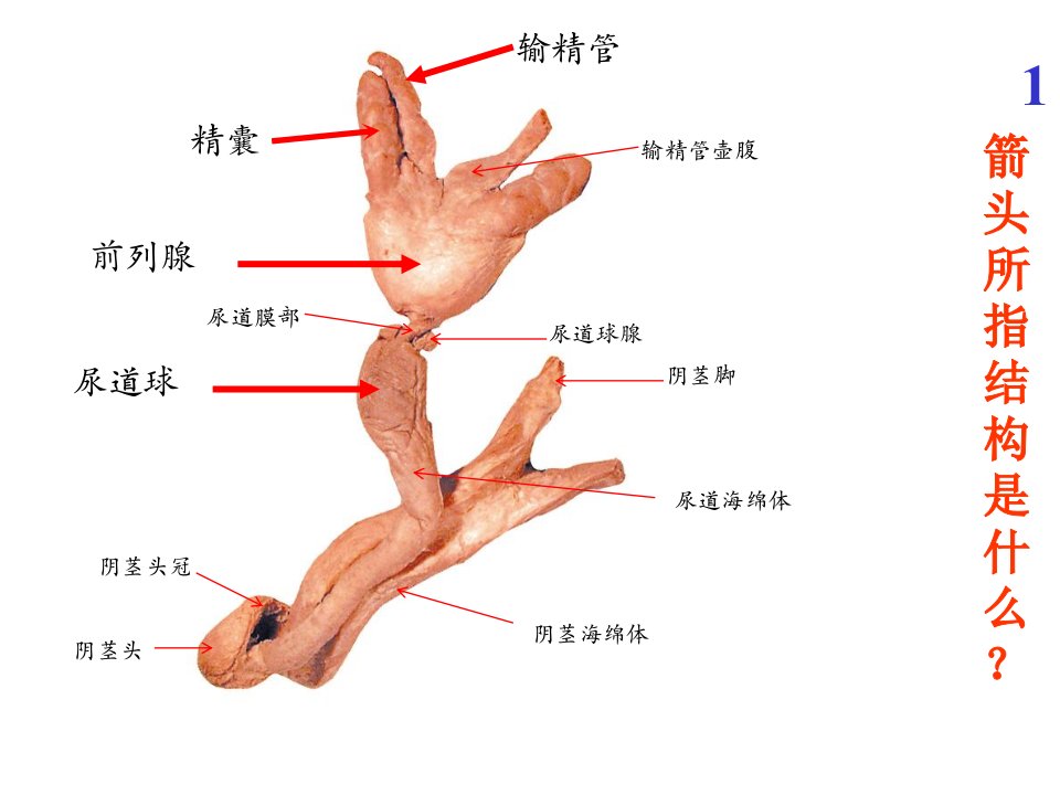 系统解剖实验图片