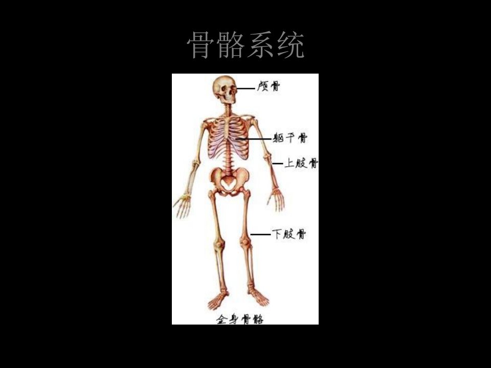 最全人体解剖学图谱