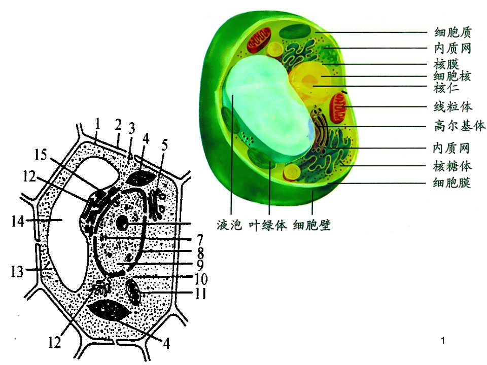 高中生物重要的图解