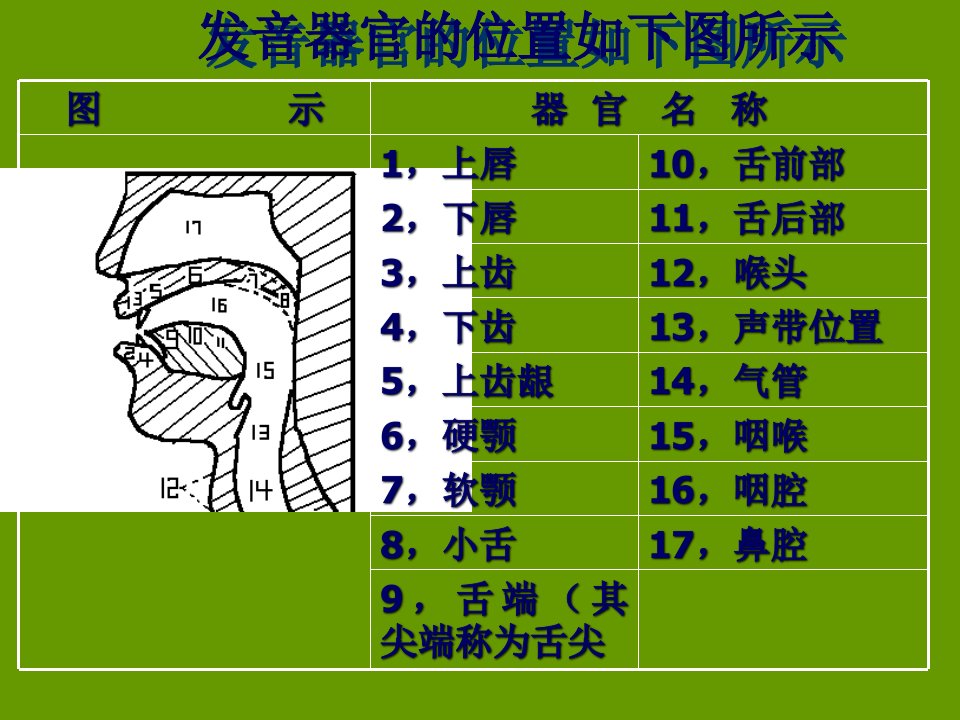 图解英语音标口型发音要领