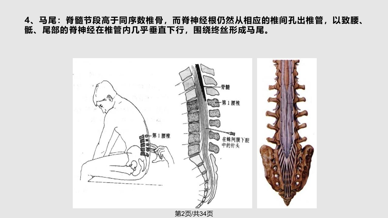 脊髓脊神经学习