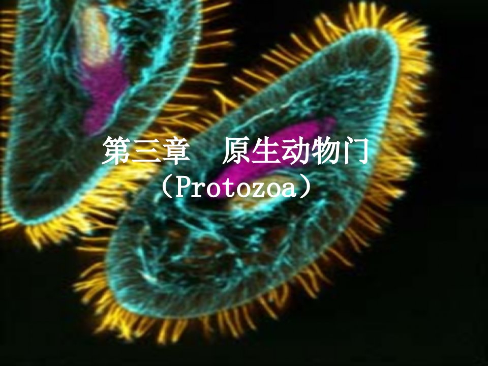 最新动物生物学原生动物门