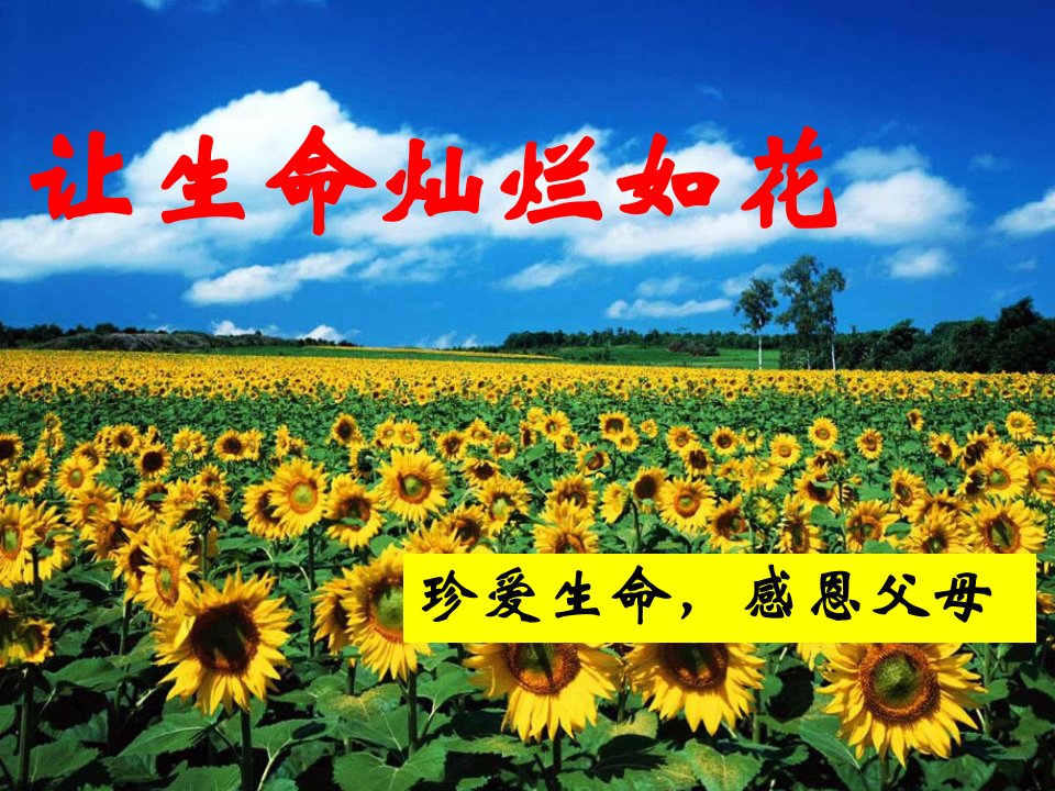 让生命灿烂如花——真爱生命主题班会