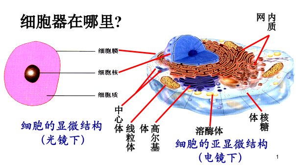 细胞器改ppt