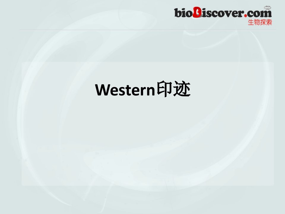 Western印迹