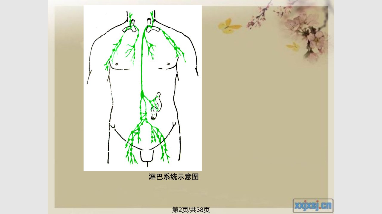 第一章循环系统