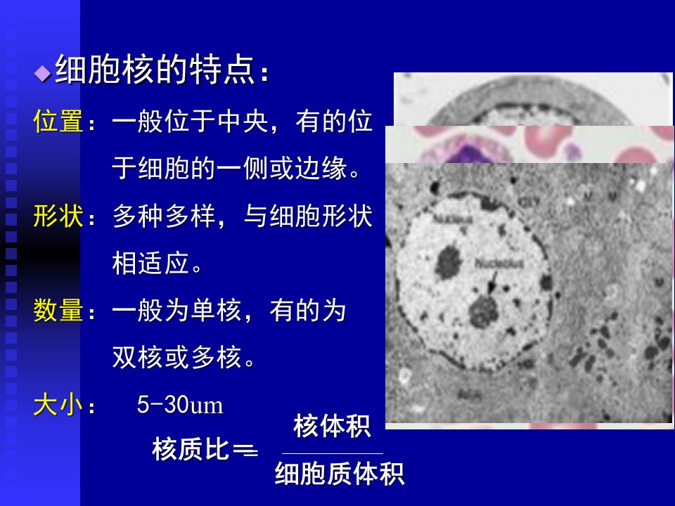 医学细胞生物学细胞核