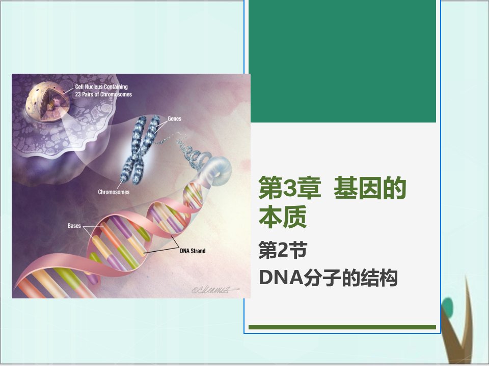 《DNA的结构》公开课ppt课件高生物人教版