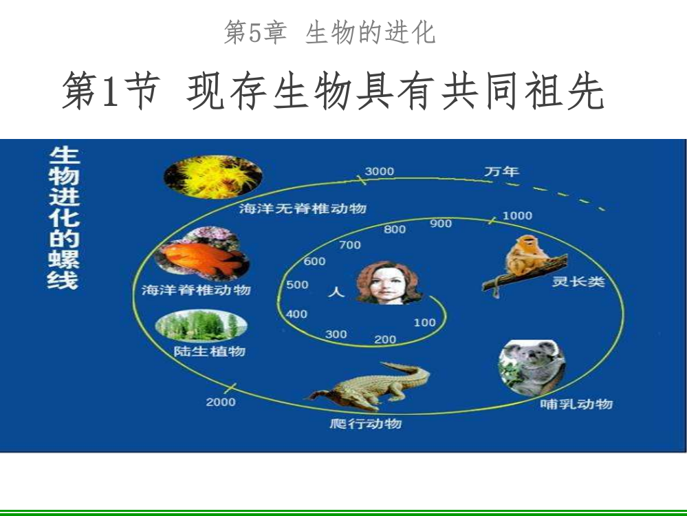 现存生物具有共同的祖先-精品课件