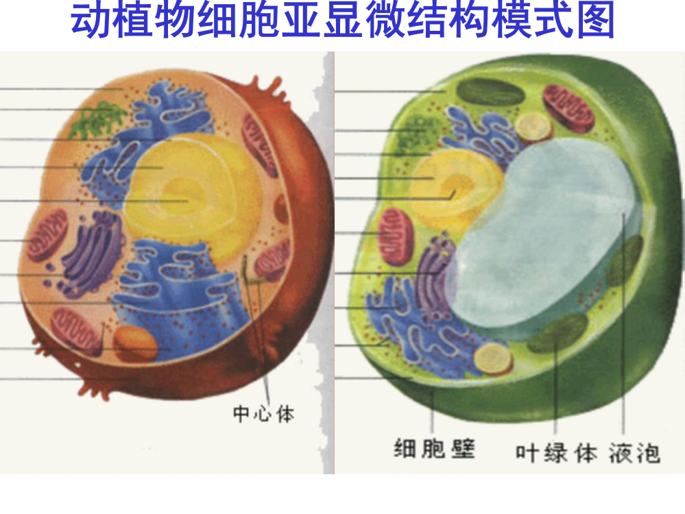 细胞核与原核细胞