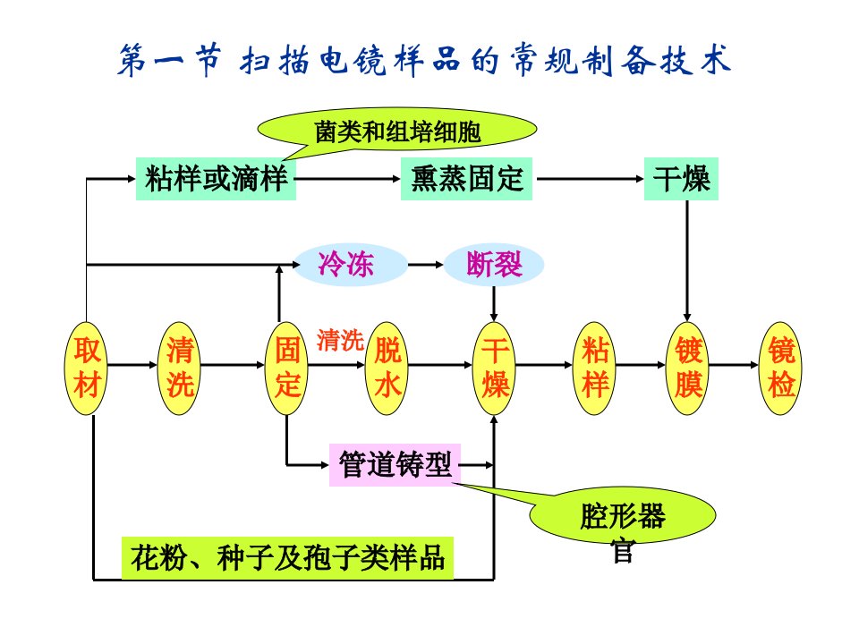 电镜样品的制备优秀