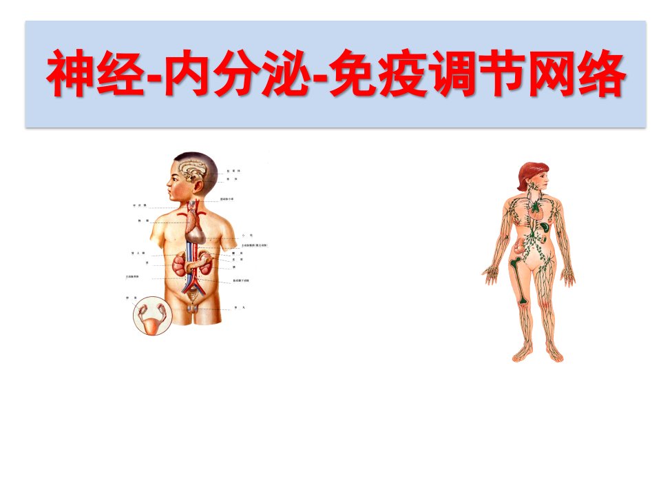 神经、内分泌与免疫系统的关系