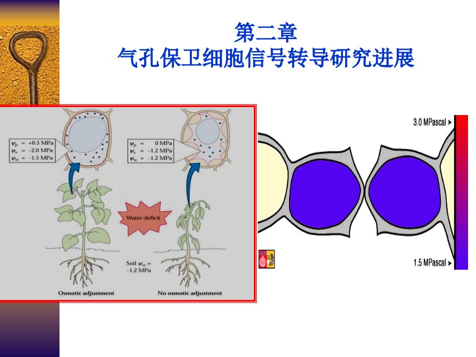 《气孔信号转导》PPT课件