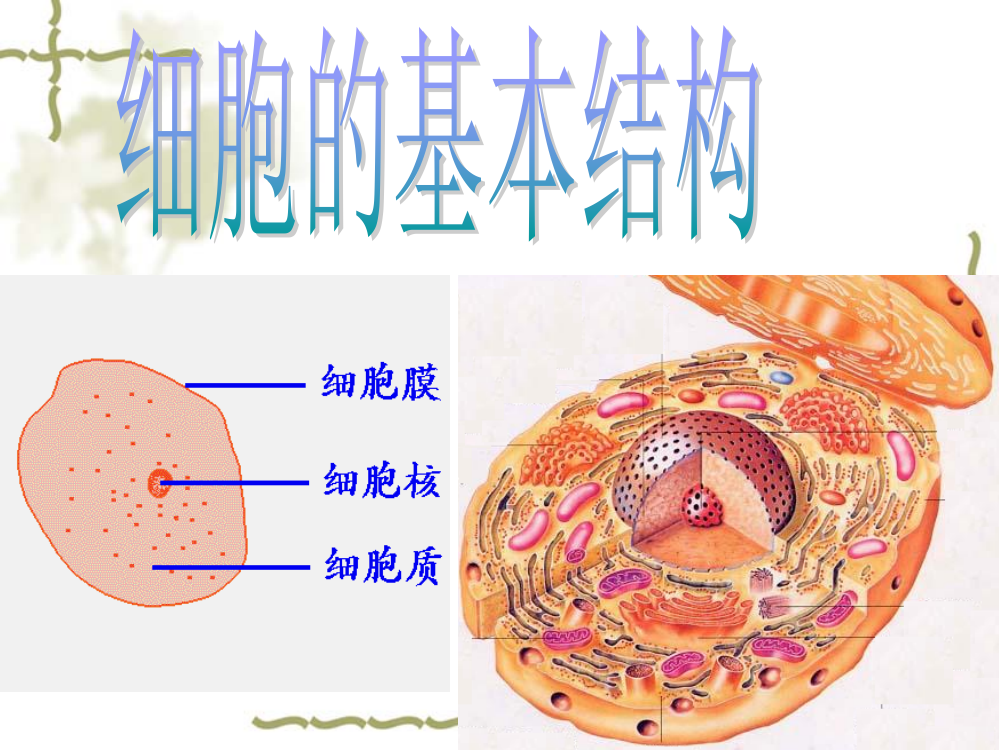 细胞膜——系统的边界》