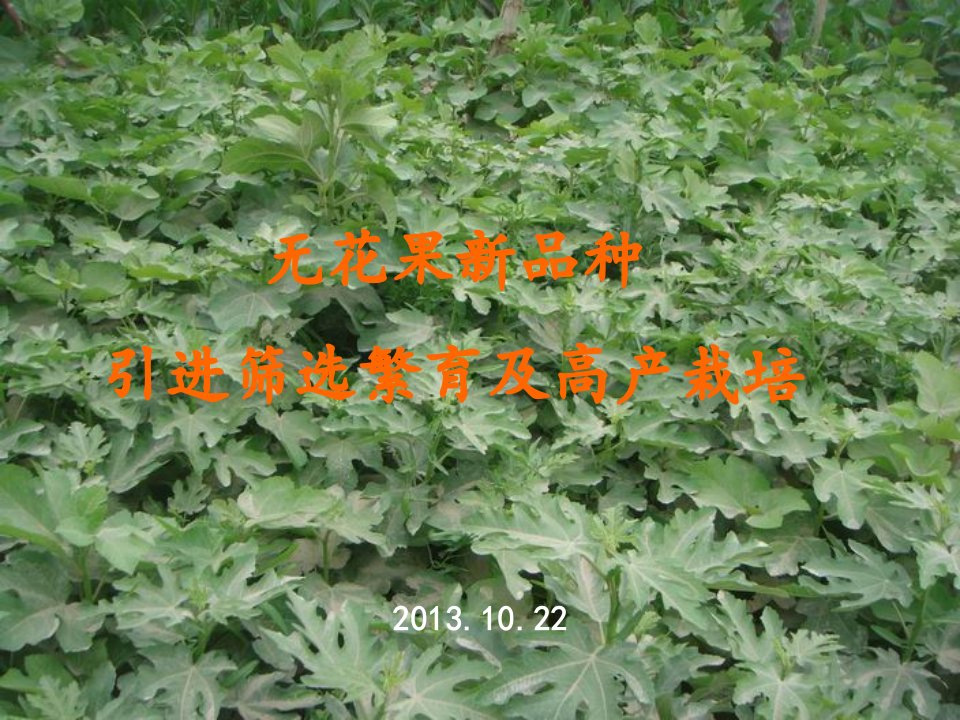 无花果高产栽培(参考)