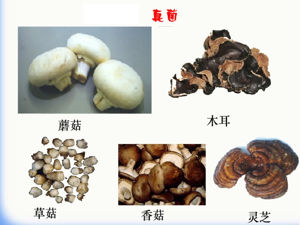 吉林省通化市八年级生物上册5.4.1细菌和真菌的分布课件