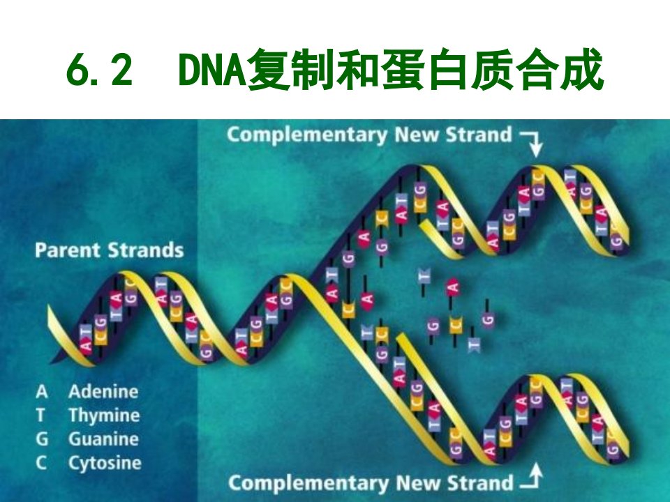 DNA复制和蛋白质合成