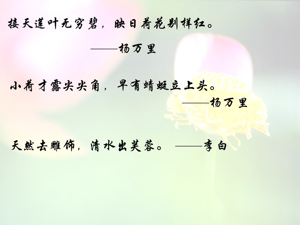 公开课爱莲说