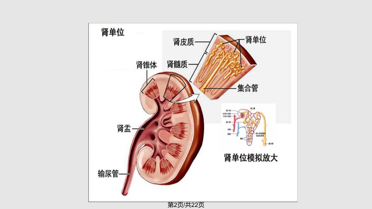 肾挫伤病人的护理查房