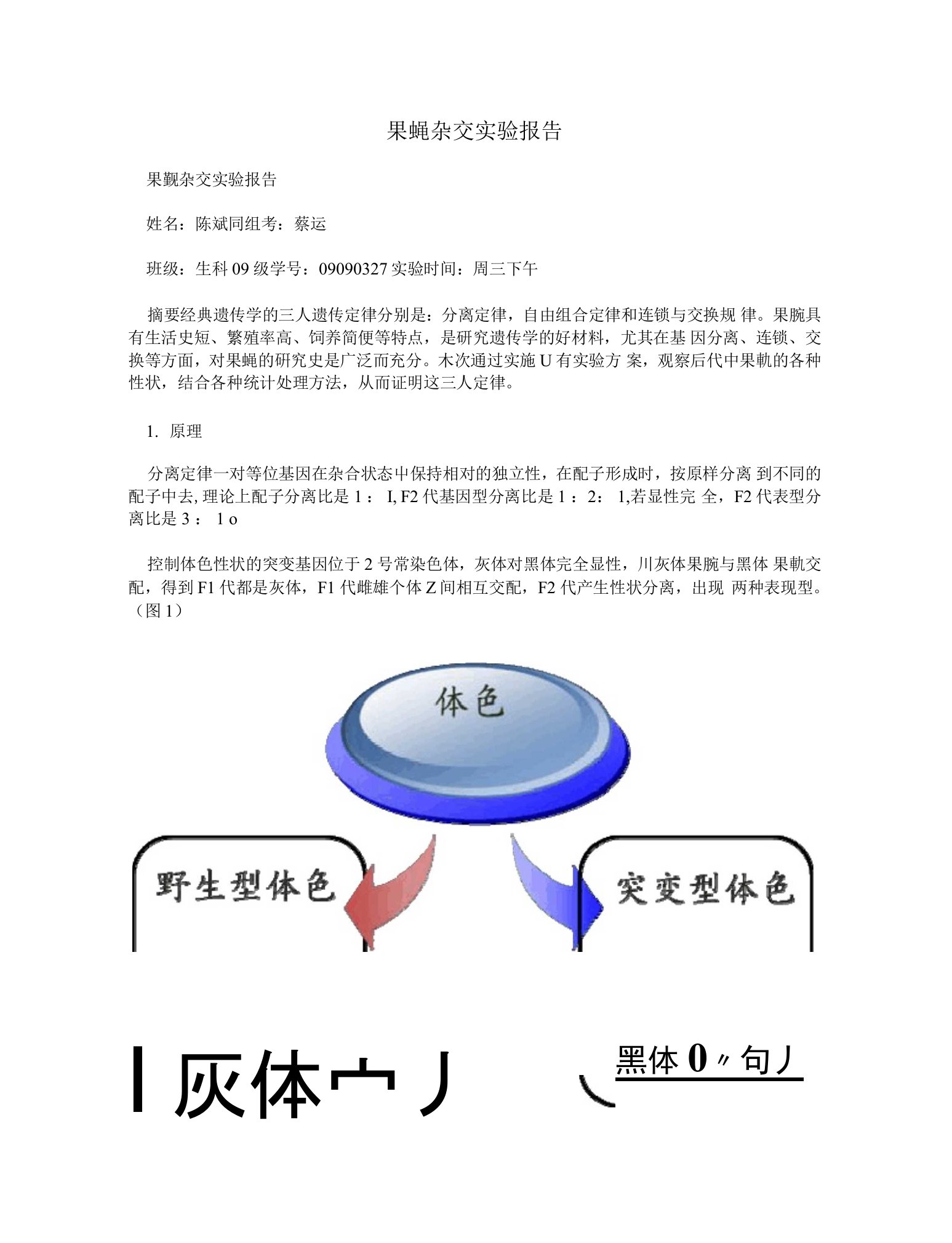 果蝇杂交实验报告