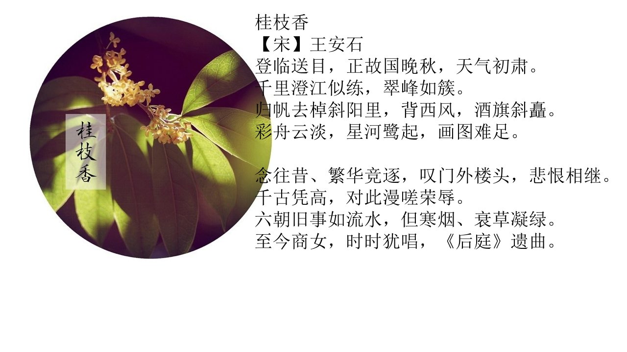 花间词（与花有关的宋词）