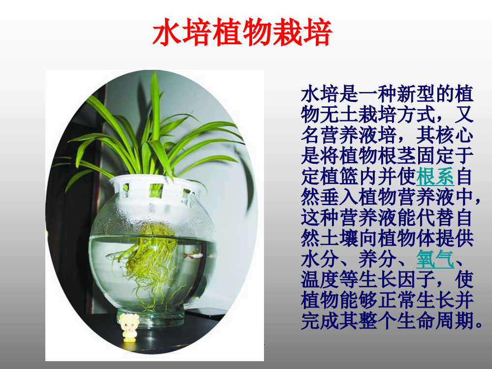 水培植物的维护保养