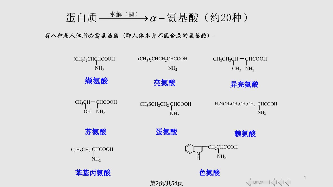 chapt蛋白质与核酸