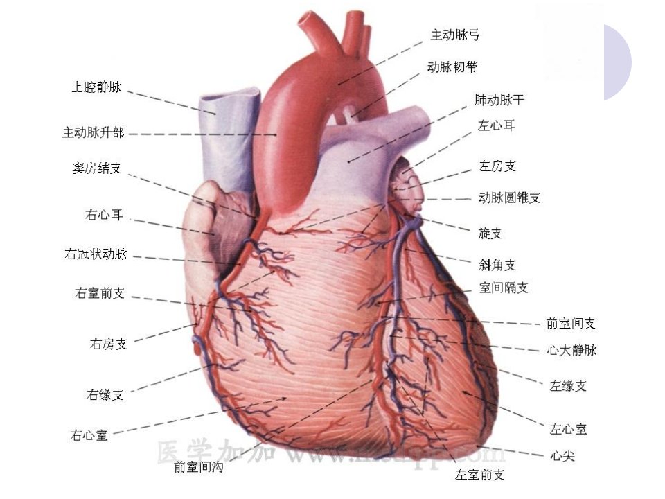 医学课件心脏病早期防治厦门长庚医院