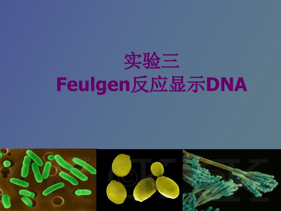 实验三Feulgen反应显示DNA