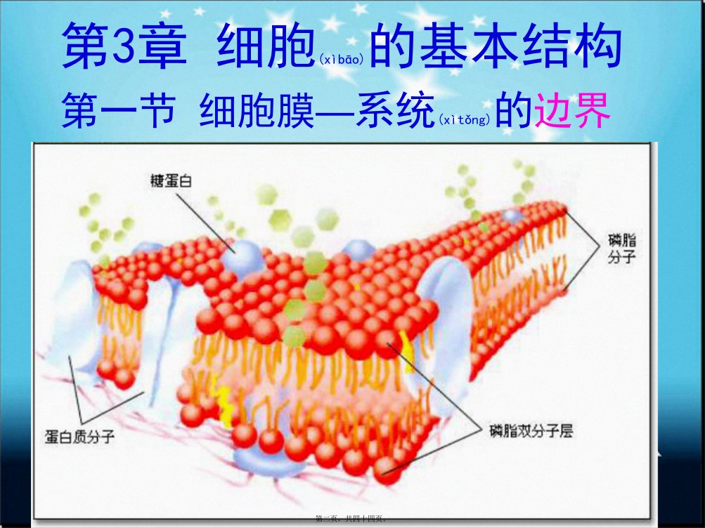 医学专题小谢3.1系统的边界细胞膜