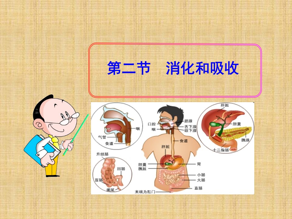 海南省海口市第十四中学初中七年级生物下册