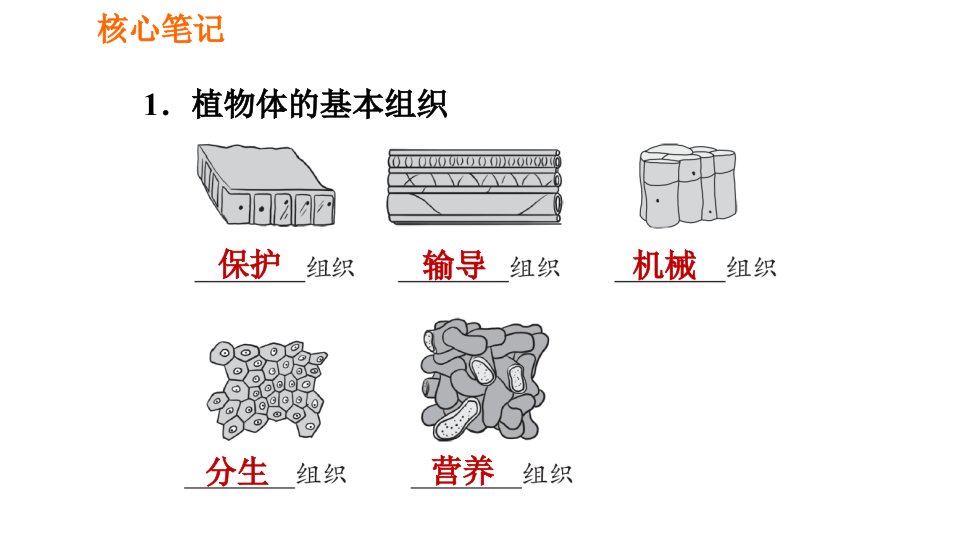 人教版七年级上册生物习题课件第二单元2.2.3植物体的结构层次