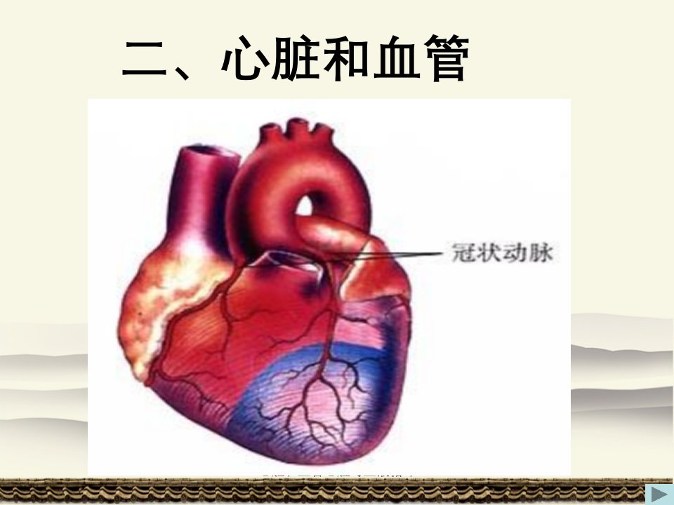 心脏和血管心脏与血液循环